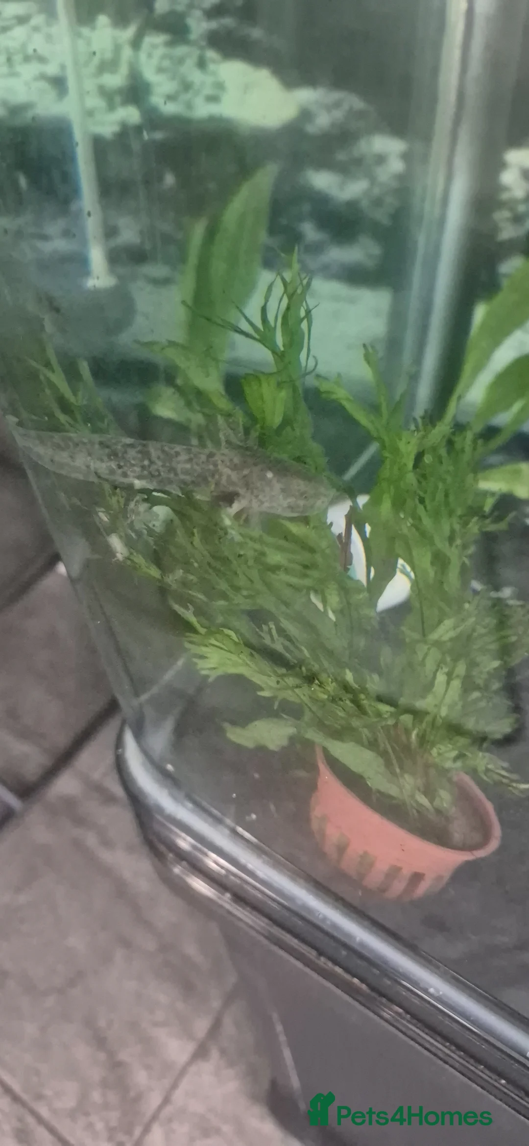 Axolotl reptiles for sale: Wild baby axolotls  in Hull - Advert 3