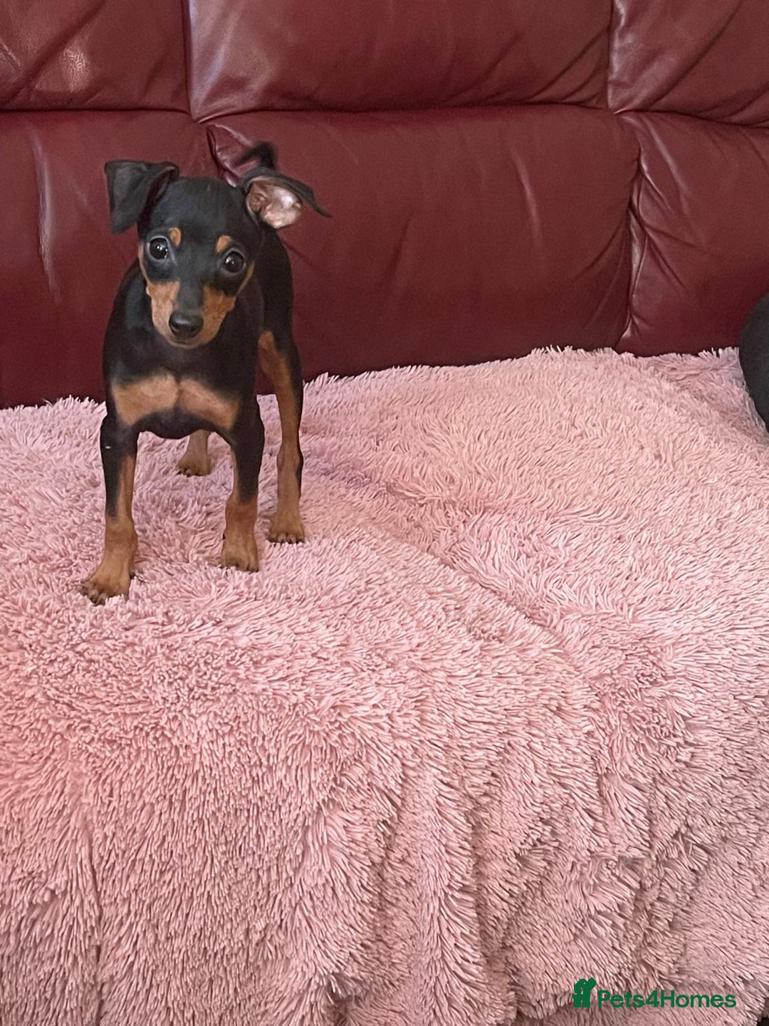 Miniature Pinscher dogs for sale: Beautiful Miniature Pinscher . - Advert 14