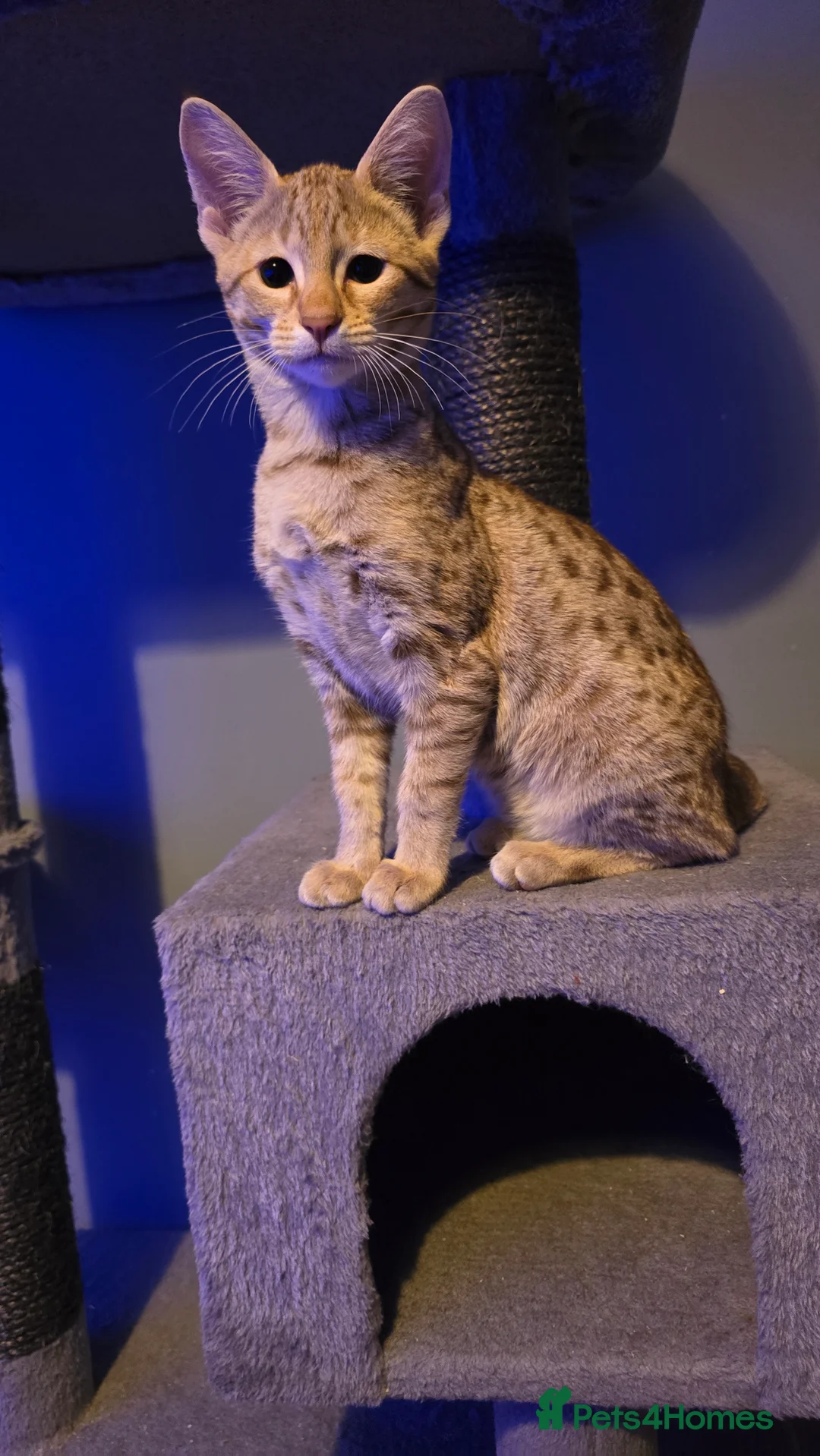 Savannah cats for sale: F3 Tica Registered Savannah Kitten - Cinnamon girl - Advert 9
