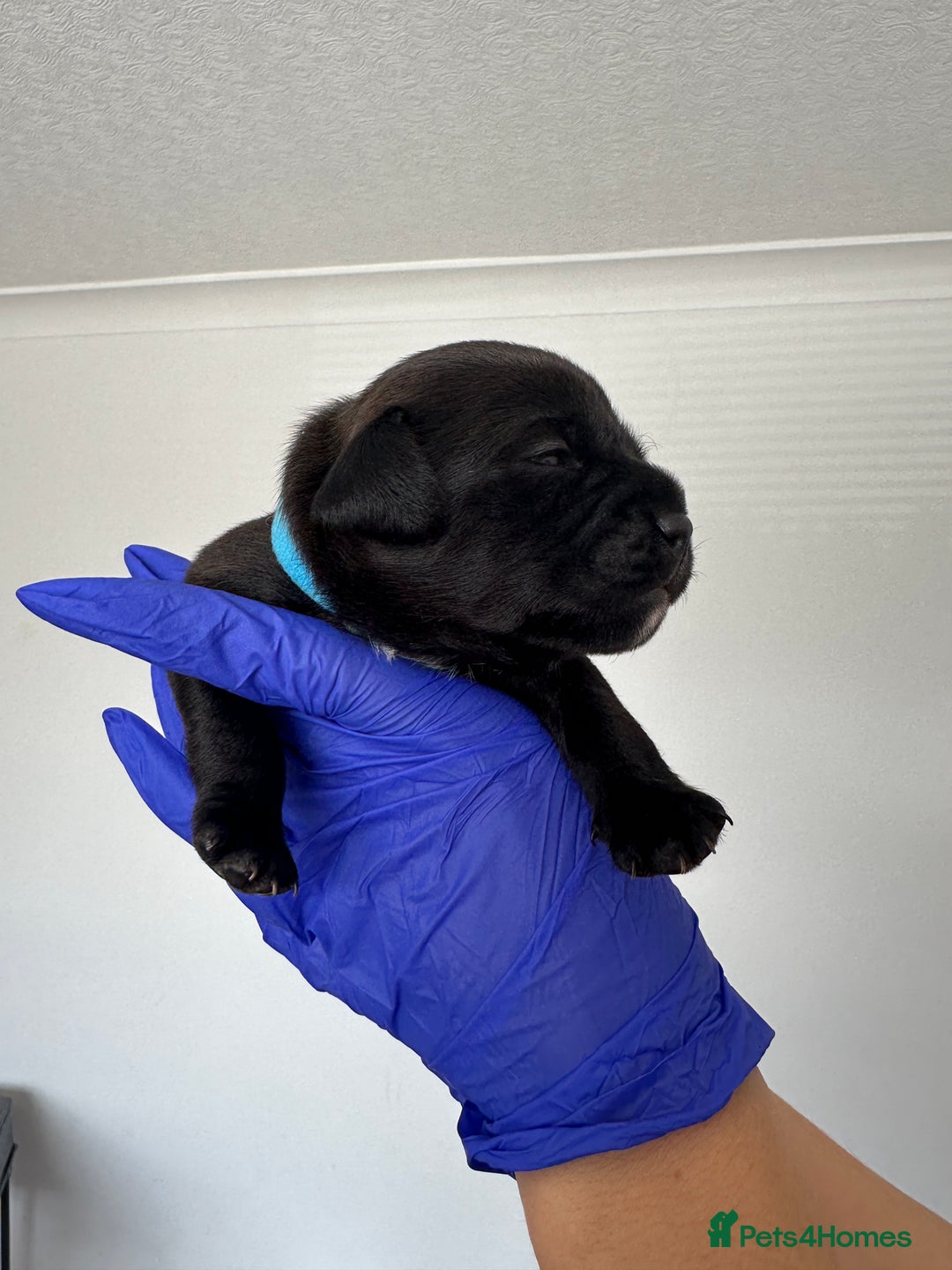 Mixed Breed dogs for sale: 8 Frenchies/cockapoo puppies for sale  - Image 2