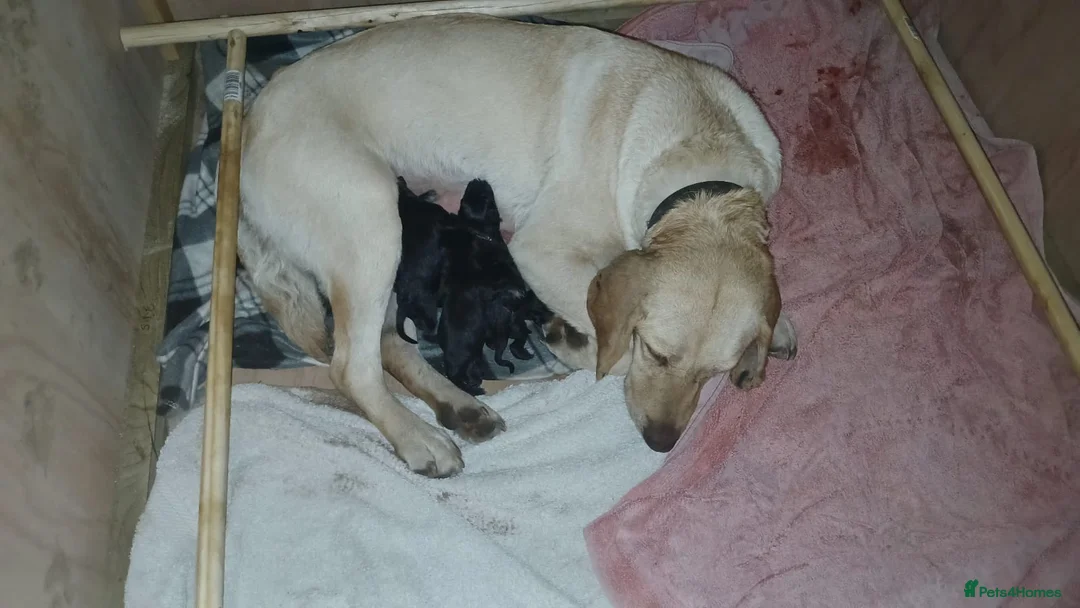 Borador dogs for sale: Labrador Cross Collie pups - Advert 1