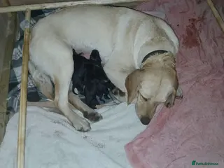 Borador dogs Labrador Cross Collie pups - Advert 7