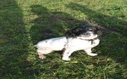 Sprocker dogs for sale: 5 left of gorgeous sprocker puppies - Image 4
