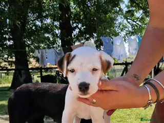 Jack Russell dogs Jack Russell boy - Advert 1