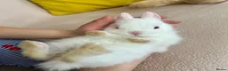 Netherland Dwarf rabbits for sale: 🐇 Netherland Dwarf Babies 🐇 - Advert 3