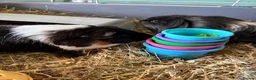 Guinea Pig rodents for sale: Buttons and peaches  in North Shields - Advert 2