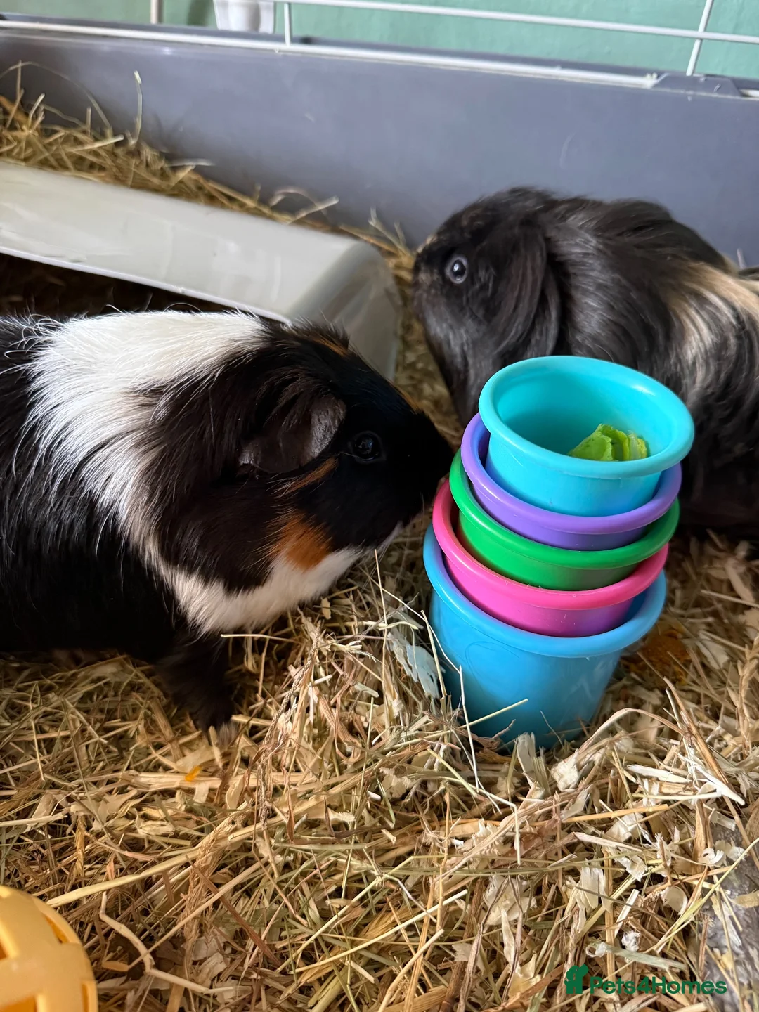 Guinea Pig rodents for sale: Buttons and peaches  in North Shields - Advert 2