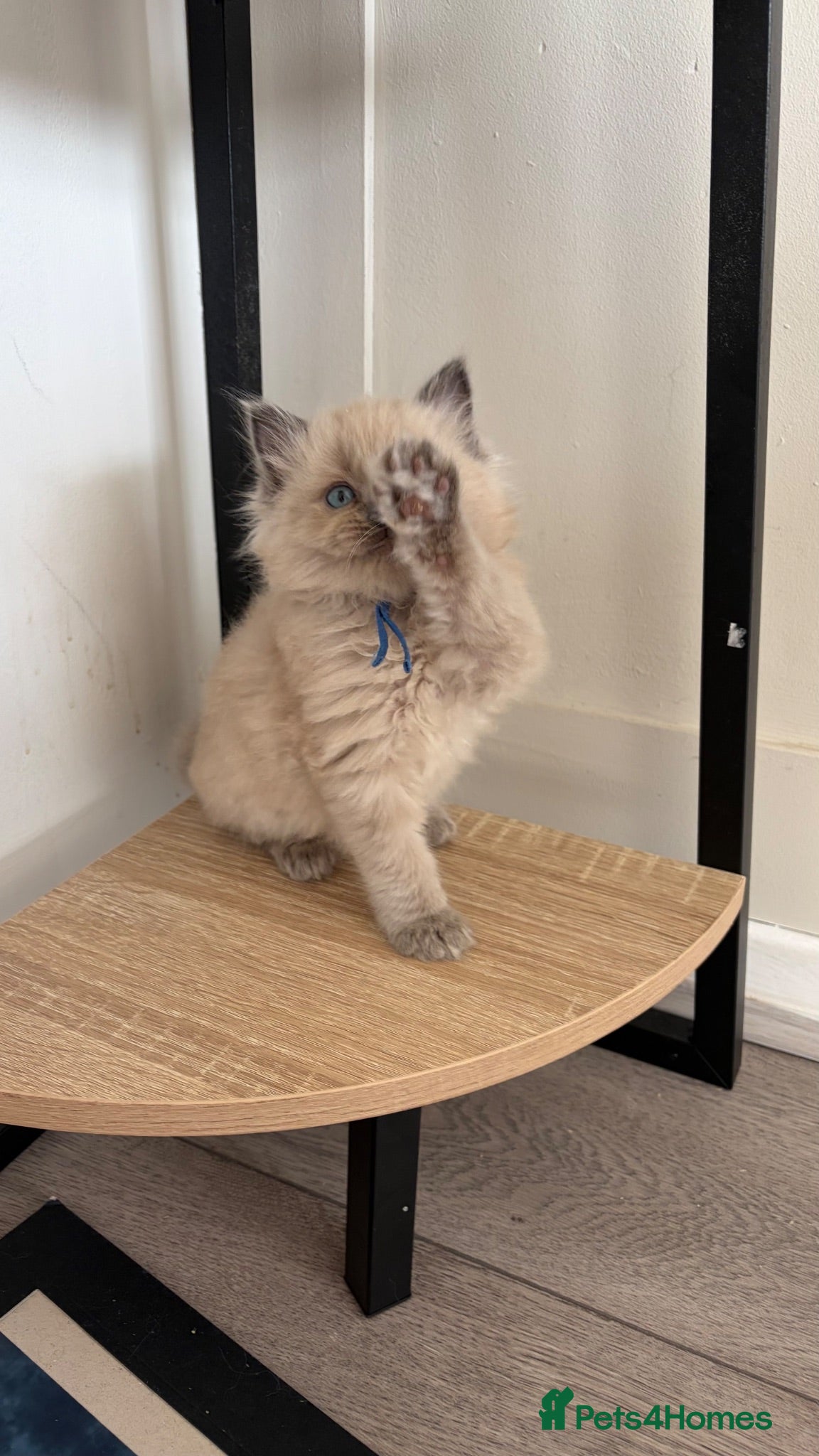 Ragdoll cats Ready now 2 stunning ragdoll kittens - Advert 12
