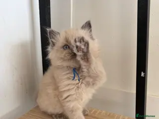 Ragdoll cats Ready now 2 stunning ragdoll kittens - Advert 12