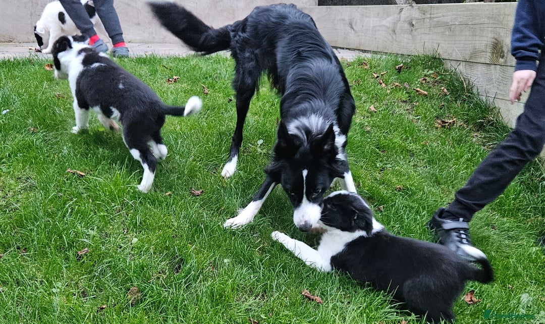 Border Collie dogs for sale: Border collie puppies for sale  - Image 6
