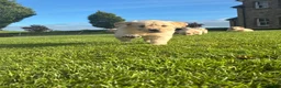 Golden Retriever dogs for sale: Golden Retriever Pups for sale  - Advert 16