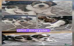 Mixed Breed dogs for sale:  Gorgeous Shih tzu poppies .🐶🐾 - Image 12