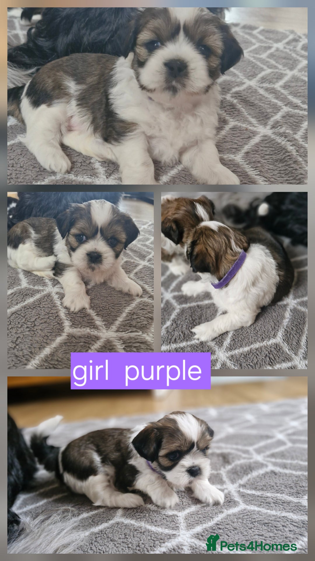 Mixed Breed dogs for sale:  Gorgeous Shih tzu poppies .🐶🐾 - Image 12