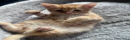 Mixed Breed cats for sale: 🐾 Stunning Turkish Angora/Bengal Kittens 🐾 - Advert 9