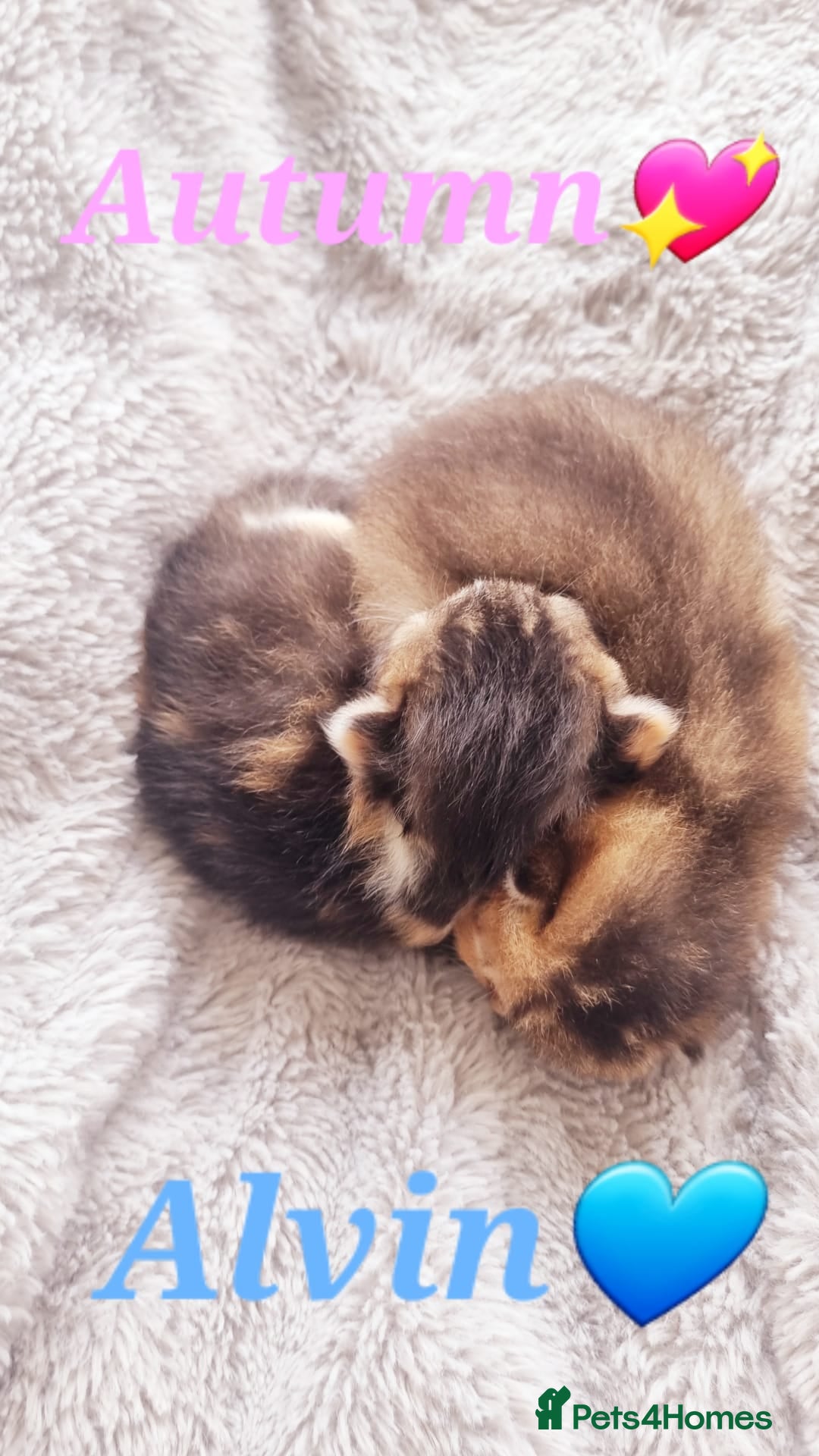 Scottish Fold cats for sale: TICA REGISTERED SCOTTISH BABIES  - Image 17