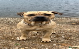 Cane Corso dogs for stud: Bull mastiff x Cane corso for stud  - Image 2