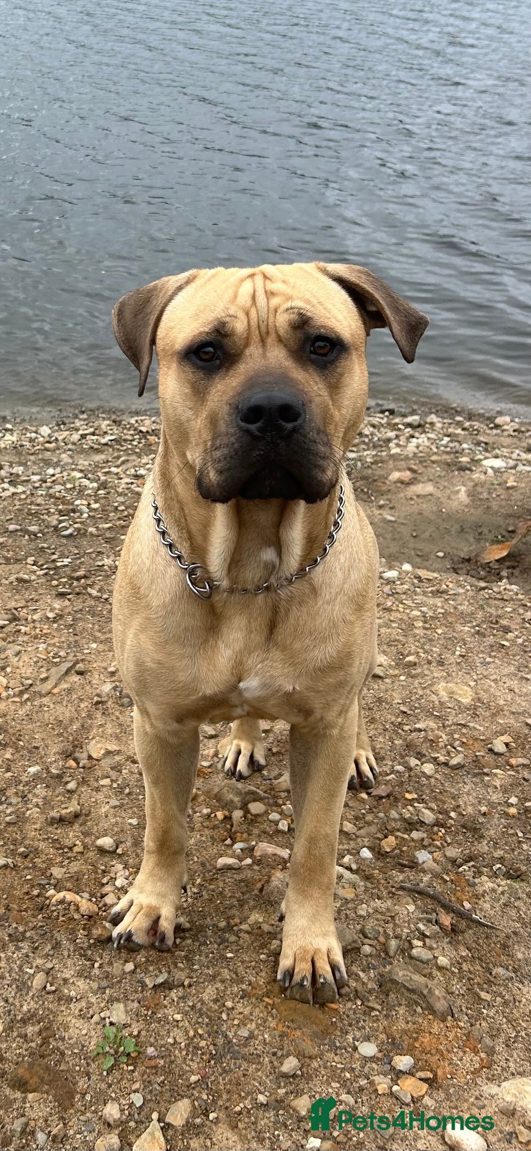 Cane Corso dogs for stud: Bull mastiff x Cane corso for stud  - Image 2