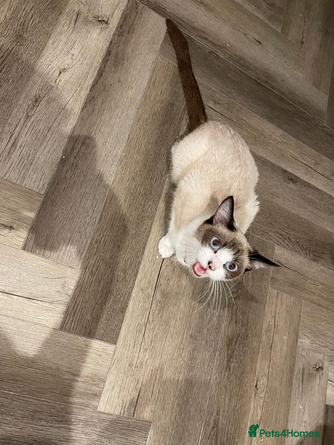 Ragdoll cats for sale: ✨ Ragdoll Kitten – £500 ✨ - Advert 3
