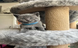 British Shorthair cats for sale: British Shorthairs in Bradford - Image 3