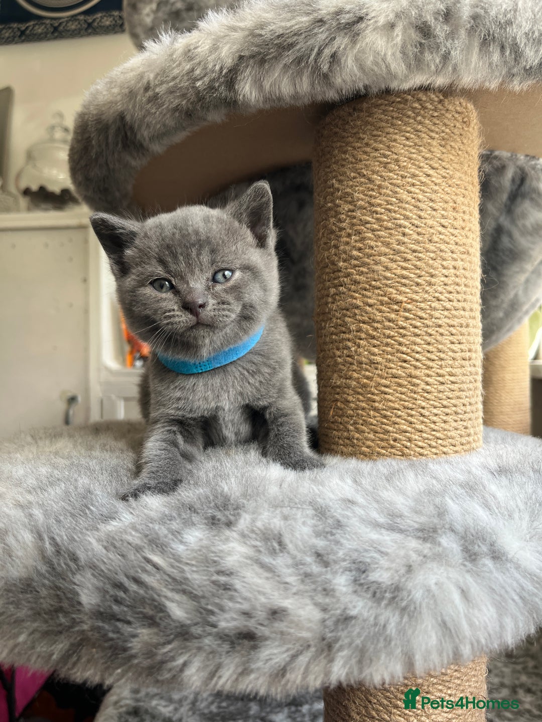 British Shorthair cats for sale: British Shorthairs in Bradford - Image 3
