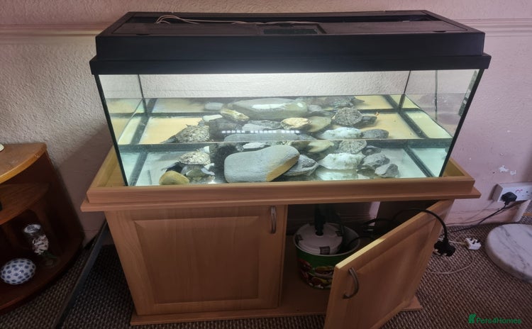 Turtle reptiles - Advert 5