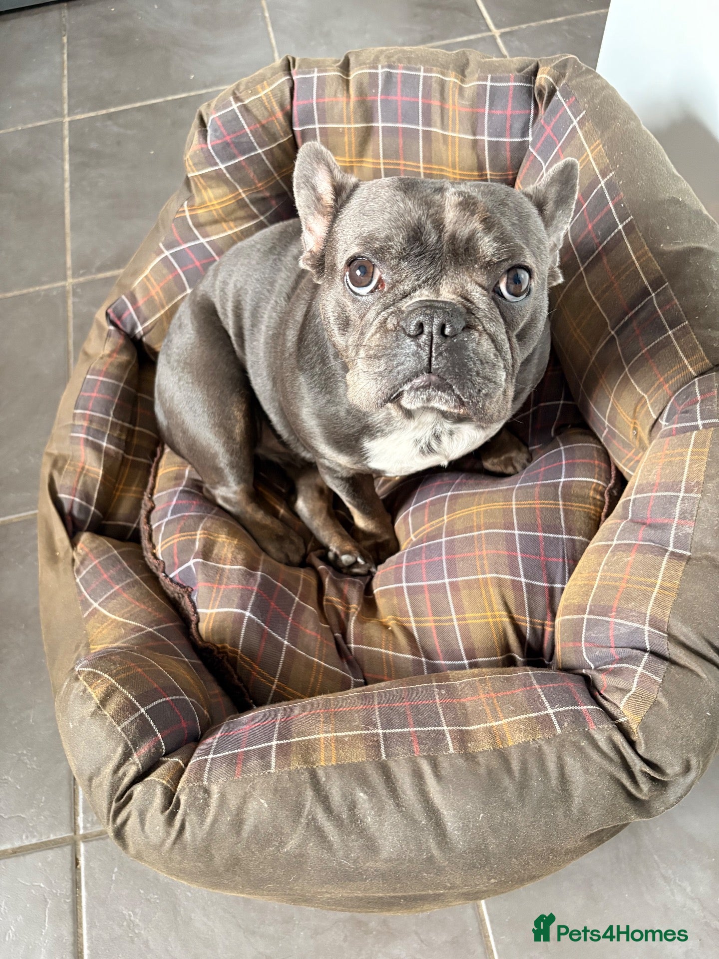 French Bulldog dogs Lovely 2 year old French bulldog  - Advert 1
