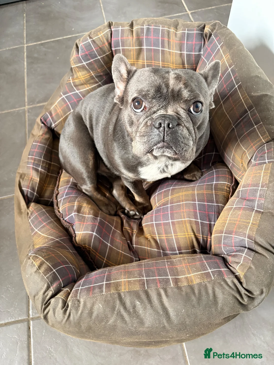 French Bulldog dogs for sale: Lovely 2 year old French bulldog  in Boston - Advert 1