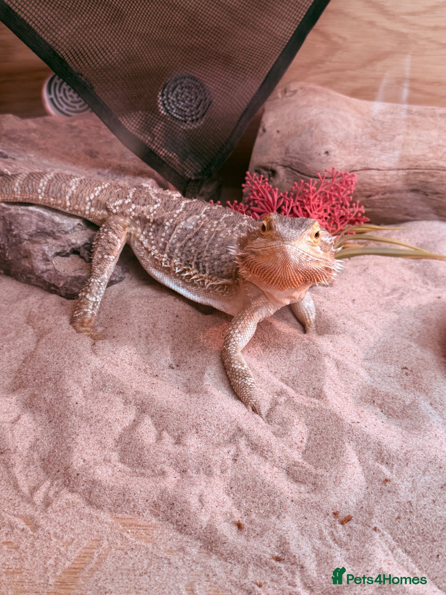 Bearded Dragon reptiles Bearded dragon  - Advert 1