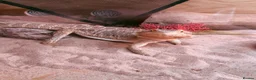 Bearded Dragon reptiles for sale: Bearded dragon  in Southampton - Advert 1