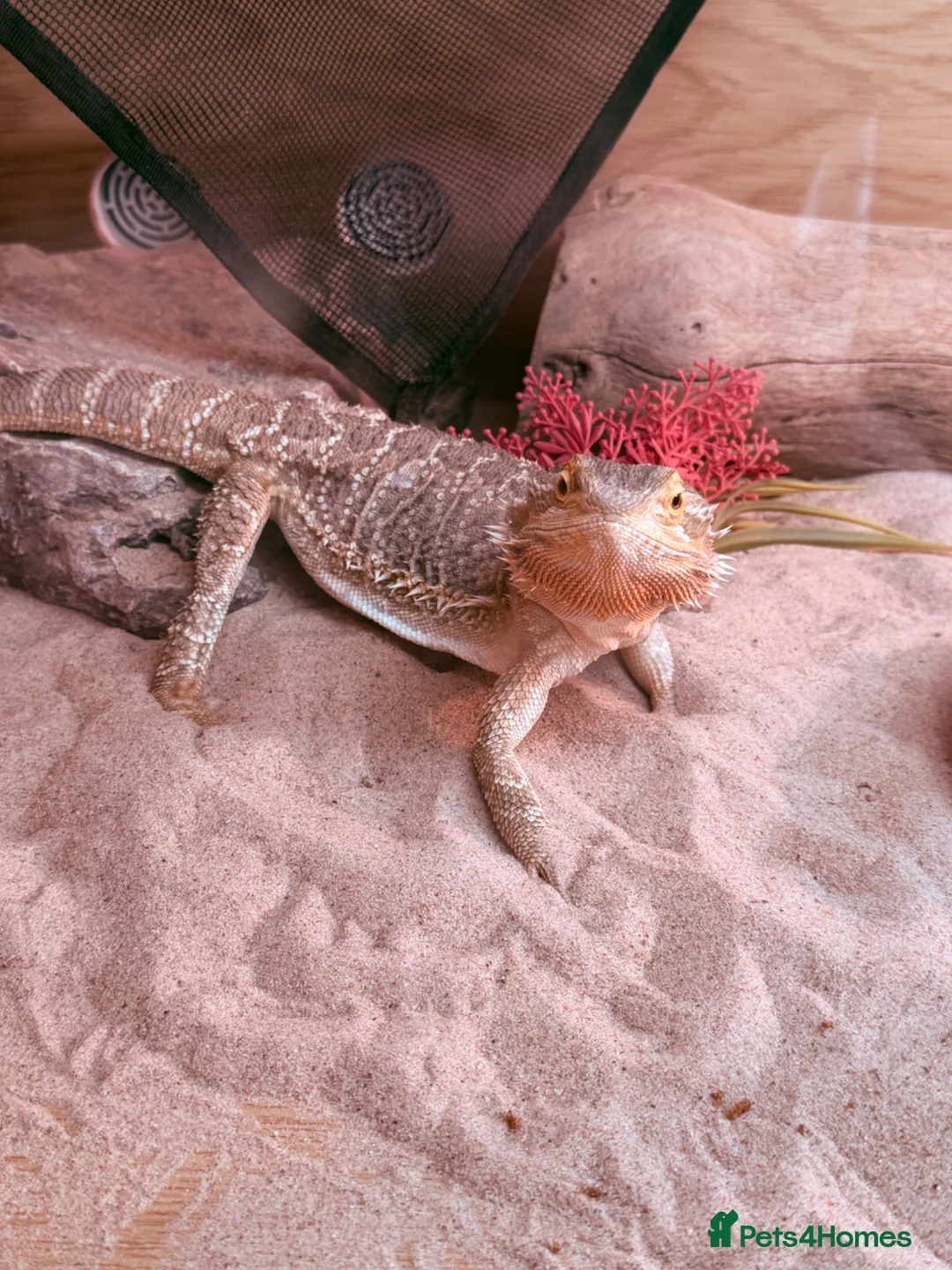 Bearded Dragon reptiles for sale: Bearded dragon  in Southampton - Advert 1