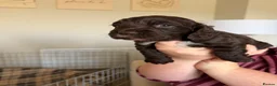 Cocker Spaniel dogs for sale: Cocker Spaniel Puppies in Middlesbrough - Advert 4