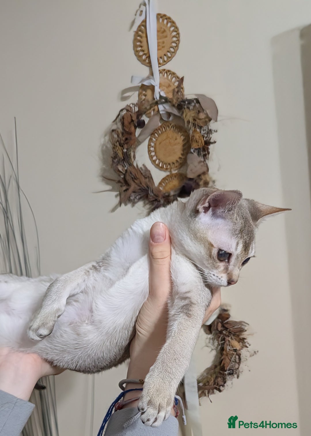 Singapura cats for sale: Singapura girl  - Advert 6