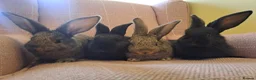 Continental Giant rabbits for sale: 10KG, Brc, show quality kits. MASSIVE  - Advert 14
