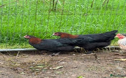 Chickens poultry for sale: Copper black marans pullets - Image 4