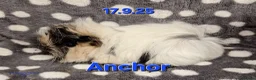 Guinea Pig rodents for sale: Guinea pigs looking for forever homes  - Advert 5