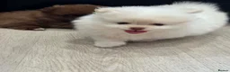 Pomeranian dogs for sale: Tiny Teddy Pomeranian Puppies for sale  - Advert 15