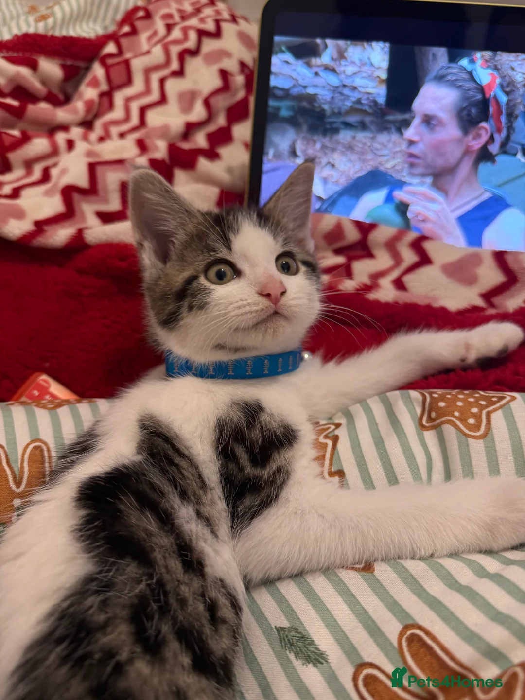 Domestic Shorthair cats for sale: Nimbus  - Advert 6