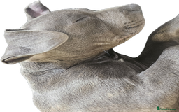 Staffordshire Bull Terrier dogs for stud: Stunning blue staffy for 1st time stud - Image 3