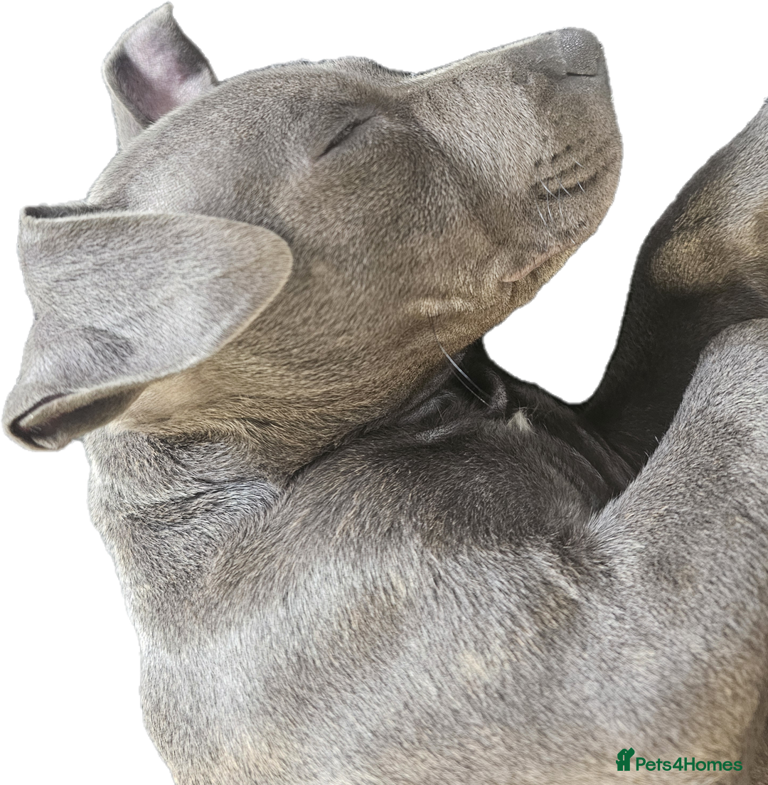 Staffordshire Bull Terrier dogs for stud: Stunning blue staffy for 1st time stud - Image 3