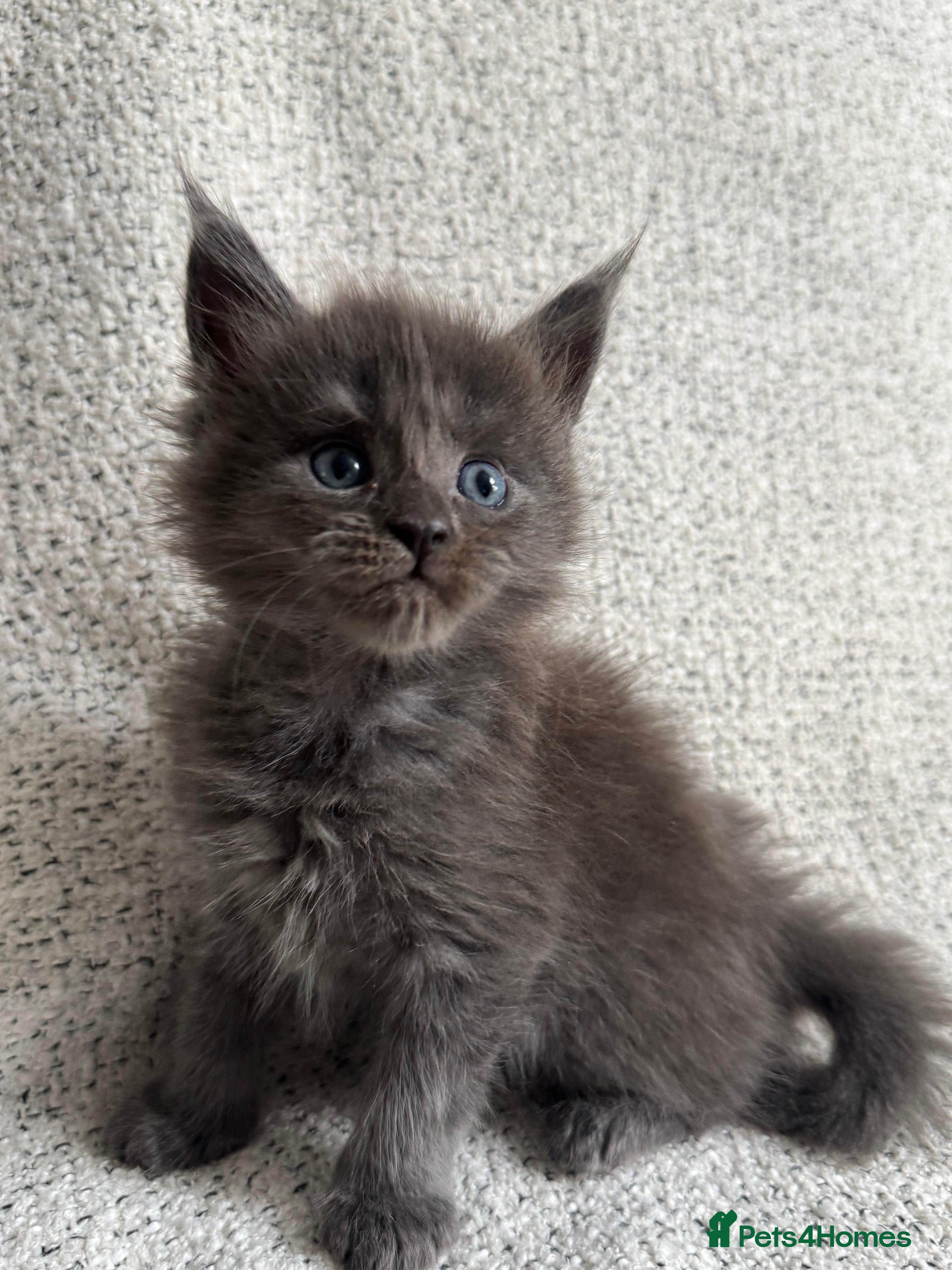 Maine Coon cats Tica Registered 5 Russian Mainecoon   - Advert 2