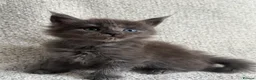 Maine Coon cats for sale: Tica Registered 5 Russian Mainecoon   - Advert 19