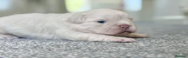 French Bulldog 1