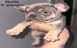French Bulldog dogs for sale: KC registered French Bulldog puppies. READY 31/8 - Image 17