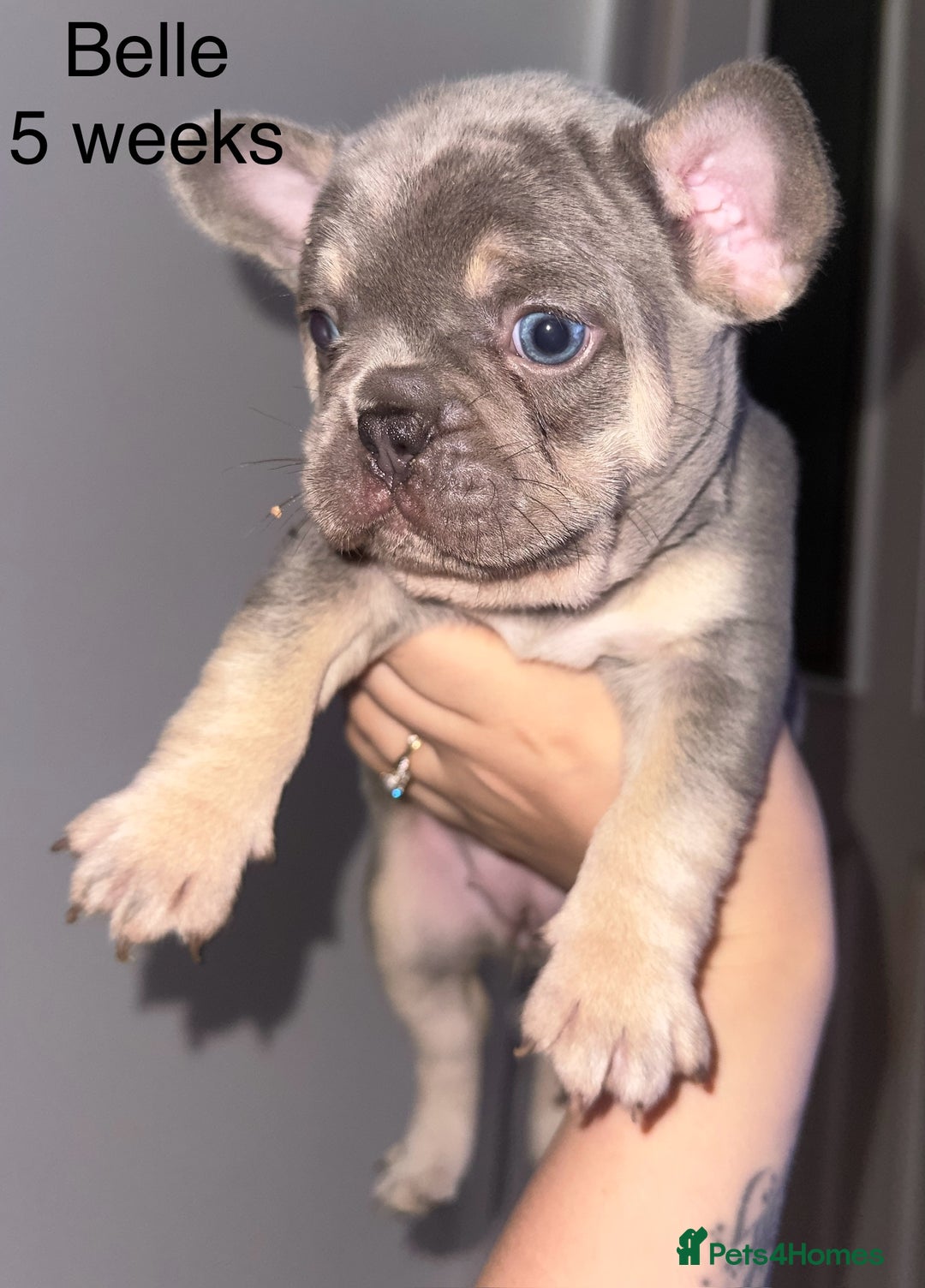 French Bulldog dogs for sale: KC registered French Bulldog puppies. READY 31/8 - Image 17