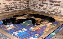 German Shepherd dogs for sale: German shepherd puppies  - Image 22