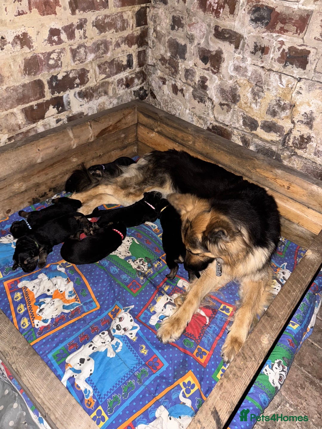 German Shepherd dogs for sale: German shepherd puppies  - Image 22