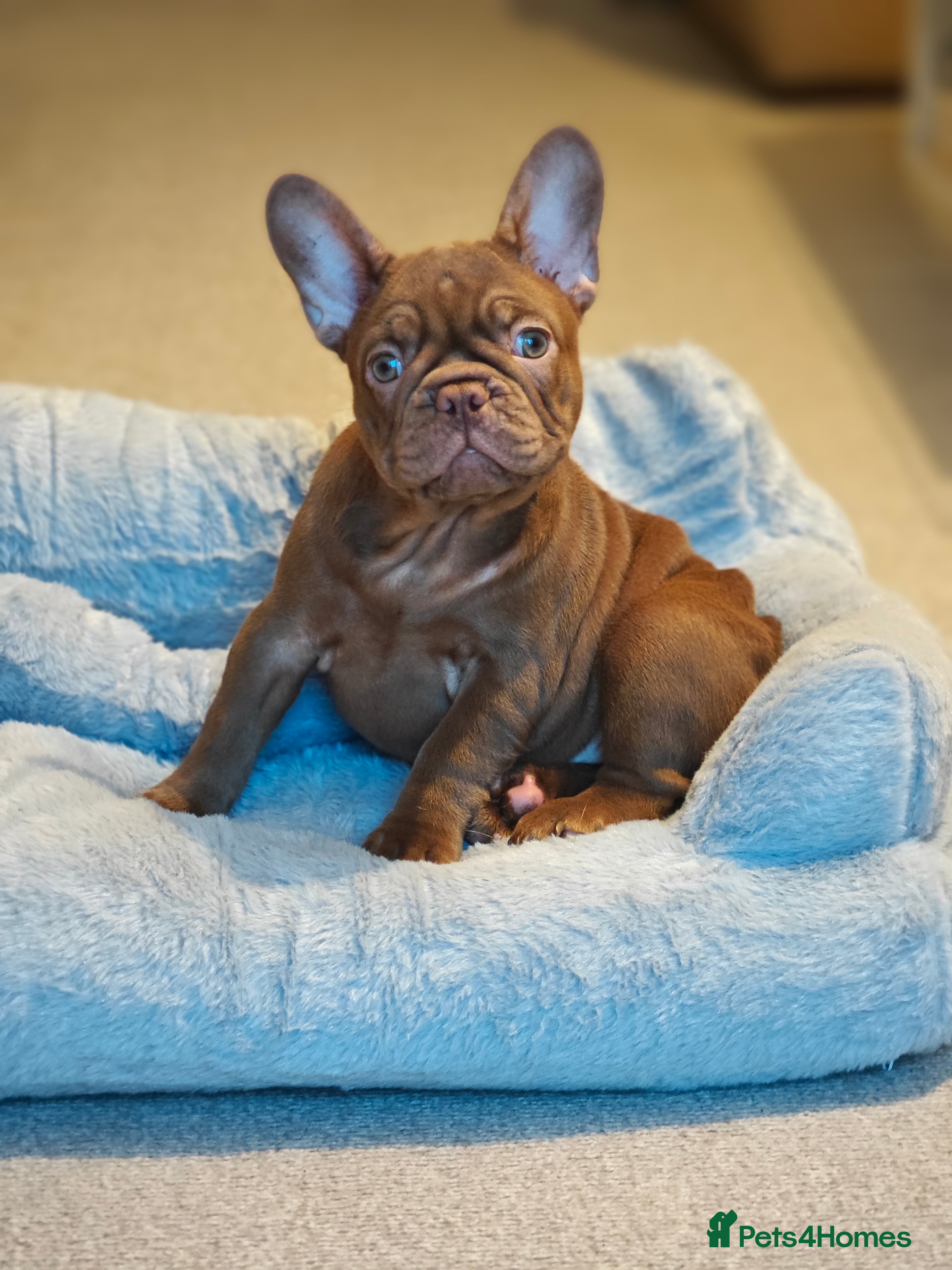 French Bulldog dogs REDUCED. Adorable Puppies looking for their home - Advert 13