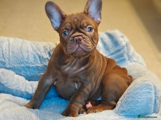 French Bulldog dogs REDUCED. Adorable Puppies looking for their home - Advert 9