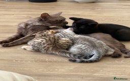 British Shorthair cats for sale: Full BSH kittens ready to leave now, 14 weeks old - Image 27