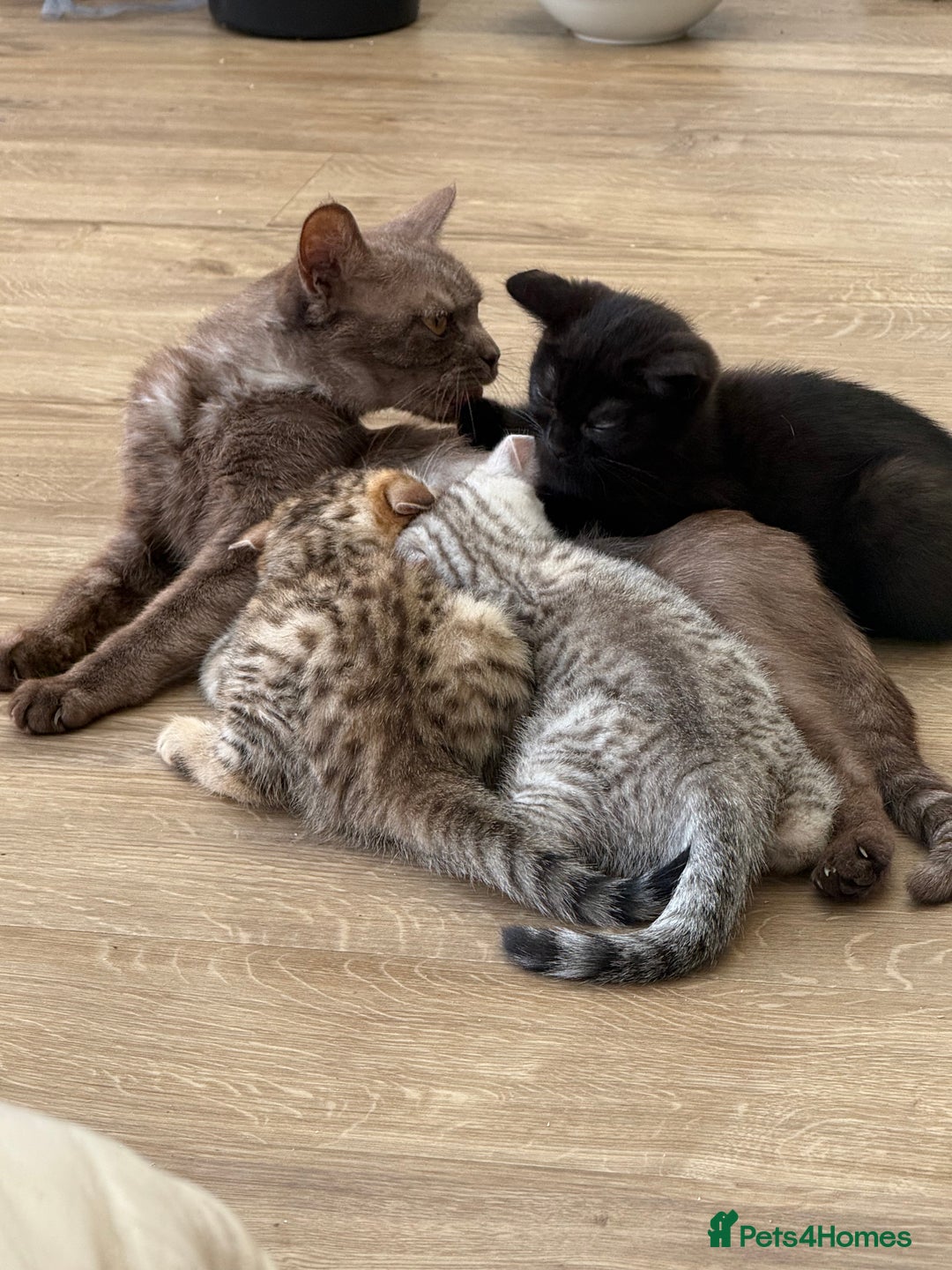 British Shorthair cats for sale: Full BSH kittens ready to leave now, 14 weeks old - Image 27